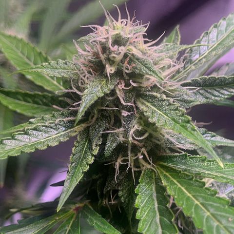 Granddaddy Purple #2 growlog timeline photo