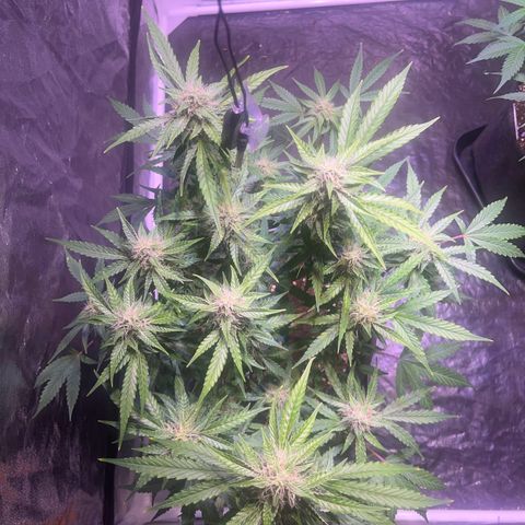 Granddaddy Purple #2 growlog timeline photo