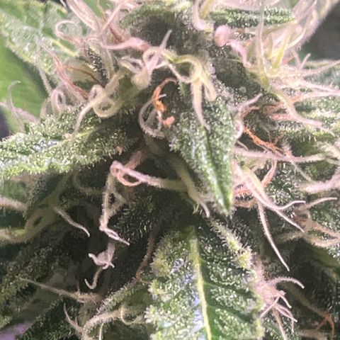 Granddaddy Purple #2 growlog timeline photo
