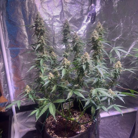 Granddaddy Purple #1 growlog timeline photo