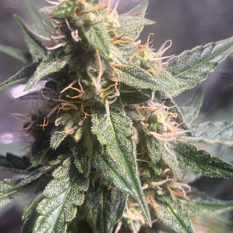 Granddaddy Purple #1 growlog timeline photo