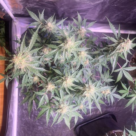 Granddaddy Purple #1 growlog timeline photo