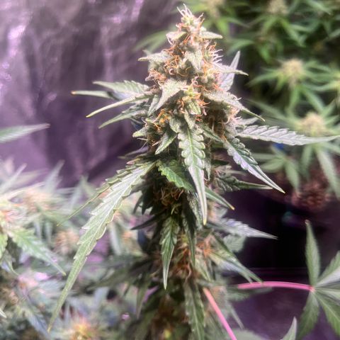 Granddaddy Purple #1 growlog timeline photo