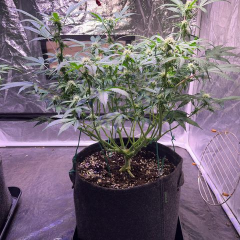 Pineapple Express F1 Hybrid (Zamnesia) growlog timeline photo