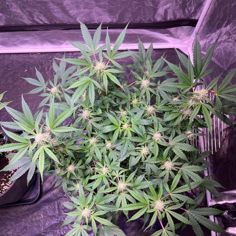 Pineapple Express F1 Hybrid (Zamnesia) growlog timeline photo