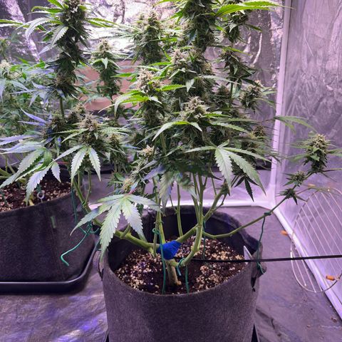 Granddaddy Purple #2 growlog timeline photo