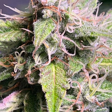 Granddaddy Purple #2 growlog timeline photo