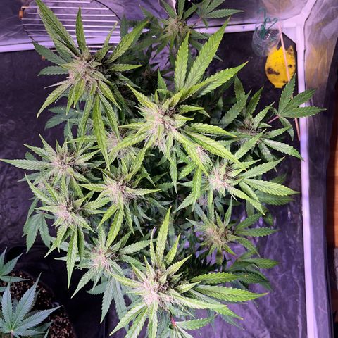 Granddaddy Purple #2 growlog timeline photo