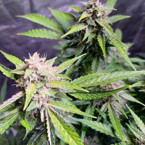 Granddaddy Purple #2 growlog timeline photo