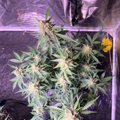 Granddaddy Purple #1 growlog timeline photo
