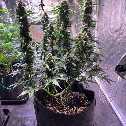 Granddaddy Purple #1 growlog timeline photo