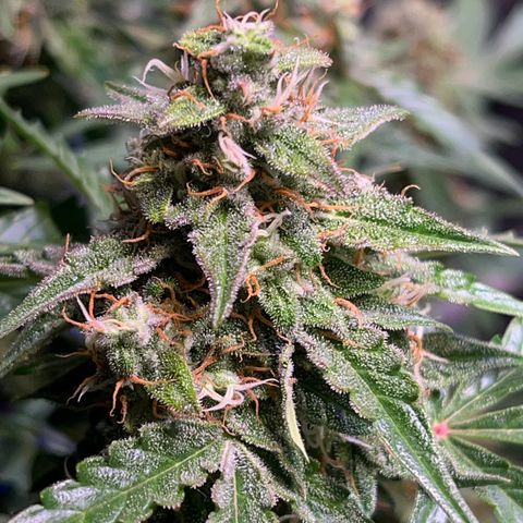 Granddaddy Purple #1 growlog timeline photo