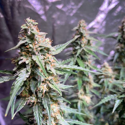 Granddaddy Purple #1 growlog timeline photo
