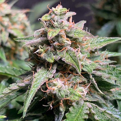 Granddaddy Purple #1 growlog timeline photo
