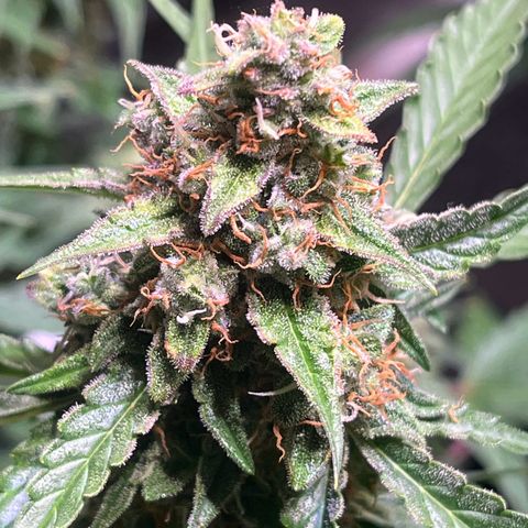 Granddaddy Purple #1 growlog timeline photo