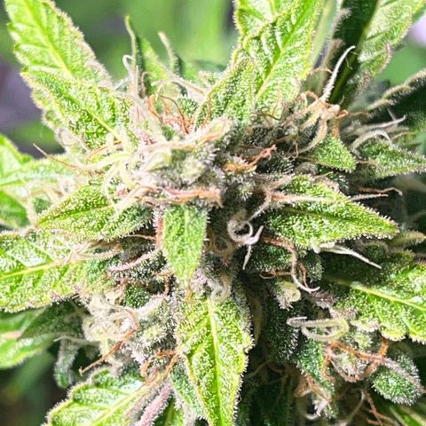Granddaddy Purple #2 growlog timeline photo