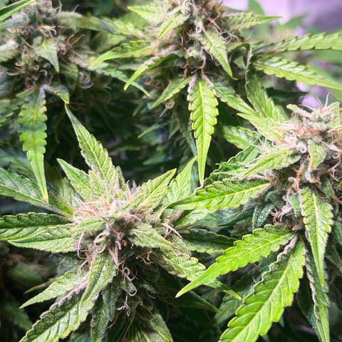 Granddaddy Purple #2 growlog timeline photo