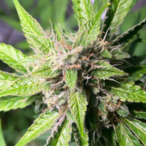 Granddaddy Purple #2 growlog timeline photo