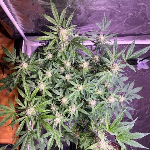 Pineapple Express F1 Hybrid (Zamnesia) growlog timeline photo