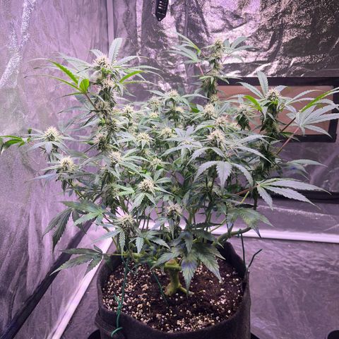 Pineapple Express F1 Hybrid (Zamnesia) growlog timeline photo