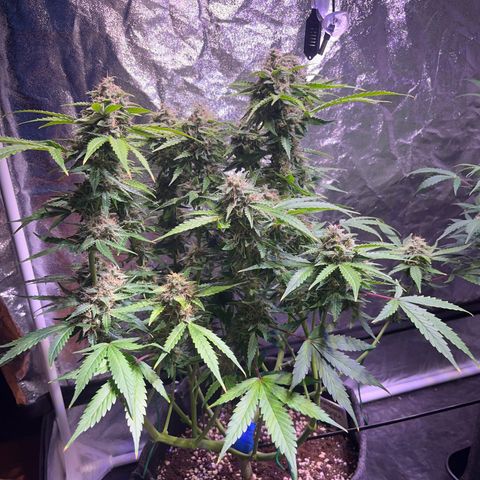 Granddaddy Purple #2 growlog photo: Die meisten Trichome-Köpfe sind noch klar.