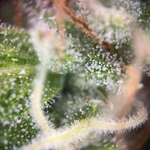 Granddaddy Purple #2 growlog photo: Die meisten Trichome-Köpfe sind noch klar.