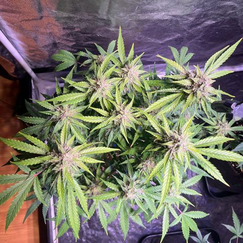 Granddaddy Purple #2 growlog photo: Die meisten Trichome-Köpfe sind noch klar.