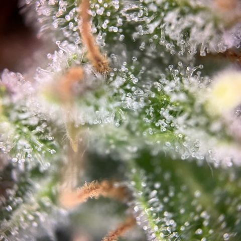Granddaddy Purple #2 growlog photo: Die meisten Trichome-Köpfe sind noch klar.