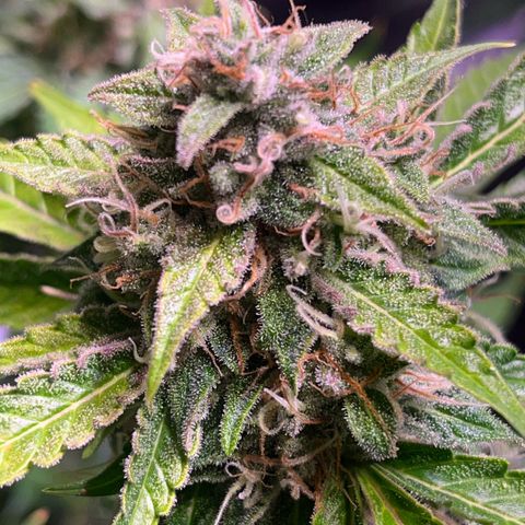 Granddaddy Purple #2 growlog photo: Die meisten Trichome-Köpfe sind noch klar.