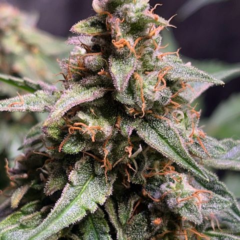 Granddaddy Purple #1 growlog photo: Die meisten Trichome-Köpfe sind noch klar