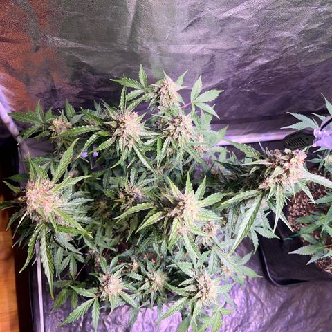 Granddaddy Purple #1 growlog photo: Die meisten Trichome-Köpfe sind noch klar