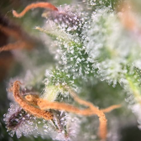 Granddaddy Purple #1 growlog photo: Die meisten Trichome-Köpfe sind noch klar