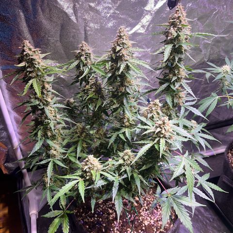 Granddaddy Purple #1 growlog photo: Die meisten Trichome-Köpfe sind noch klar