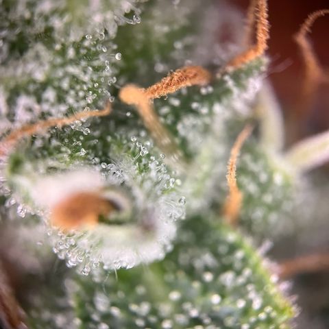 Granddaddy Purple #1 growlog photo: Die meisten Trichome-Köpfe sind noch klar