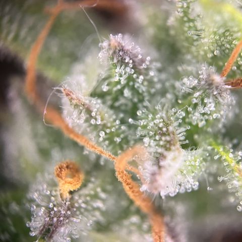 Granddaddy Purple #1 growlog photo: Die meisten Trichome-Köpfe sind noch klar