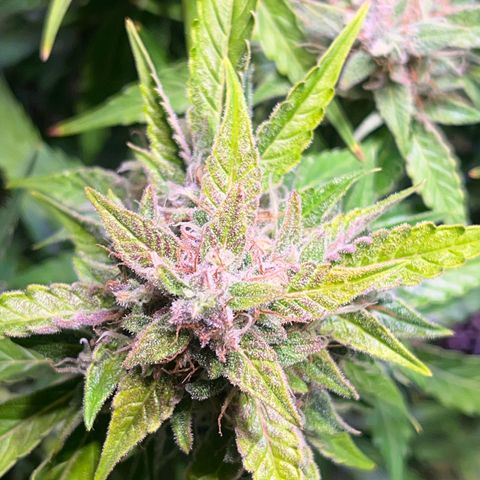 Granddaddy Purple #2 growlog timeline photo