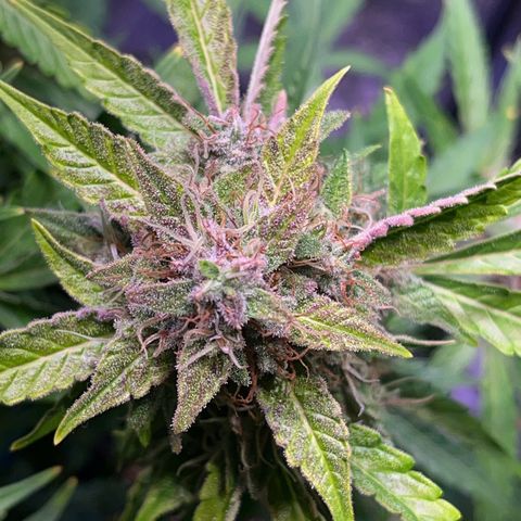 Granddaddy Purple #2 growlog timeline photo