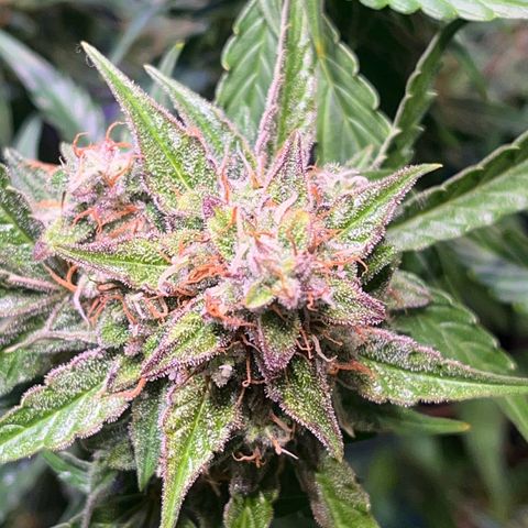 Granddaddy Purple #1 growlog photo: Lila fade wird stärker