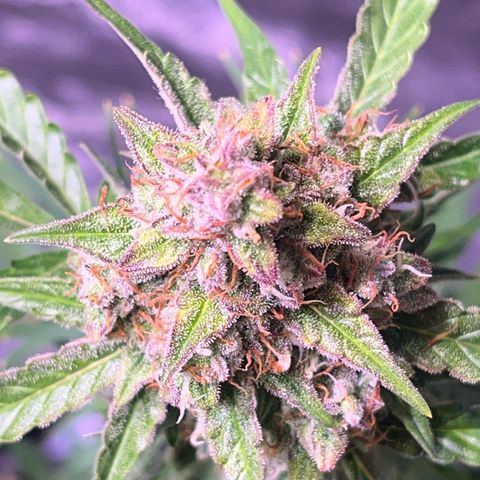 Granddaddy Purple #1 growlog photo: Lila fade wird stärker