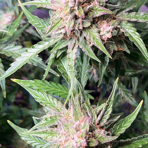 Granddaddy Purple #1 growlog photo: Lila fade wird stärker