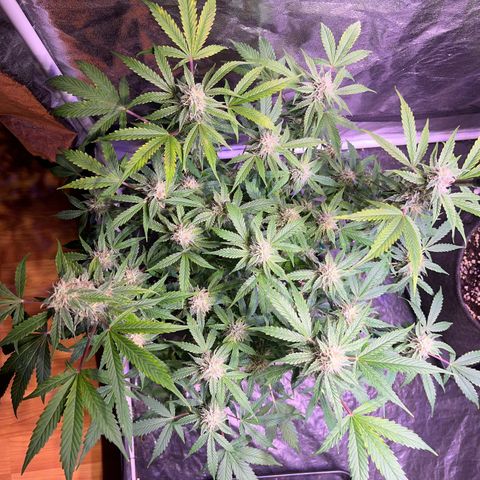 Pineapple Express F1 Hybrid (Zamnesia) growlog timeline photo
