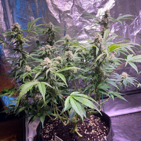 Pineapple Express F1 Hybrid (Zamnesia) growlog timeline photo