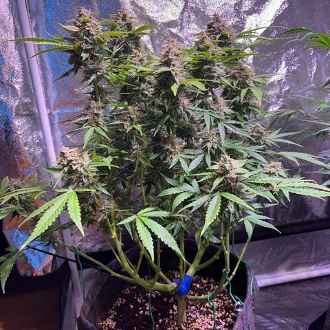 Granddaddy Purple #2 growlog timeline photo
