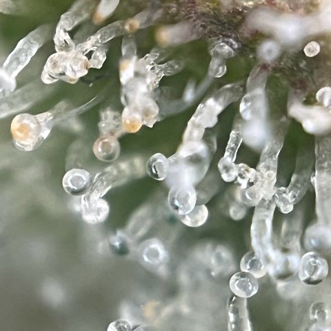 Granddaddy Purple #2 growlog timeline photo