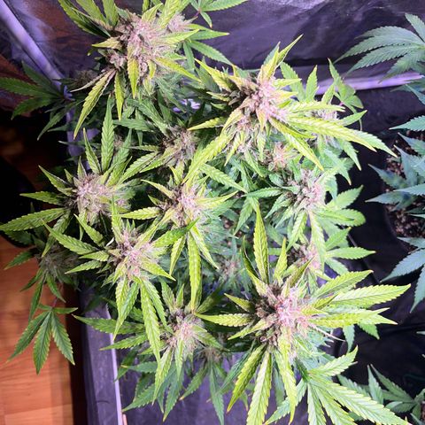 Granddaddy Purple #2 growlog timeline photo