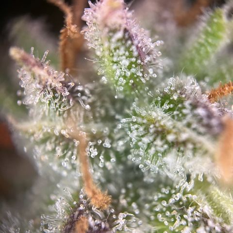 Granddaddy Purple #2 growlog timeline photo