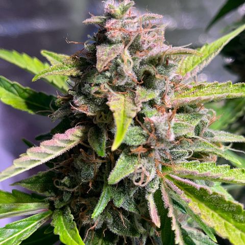 Granddaddy Purple #2 growlog timeline photo