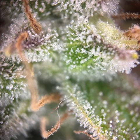 Granddaddy Purple #2 growlog timeline photo