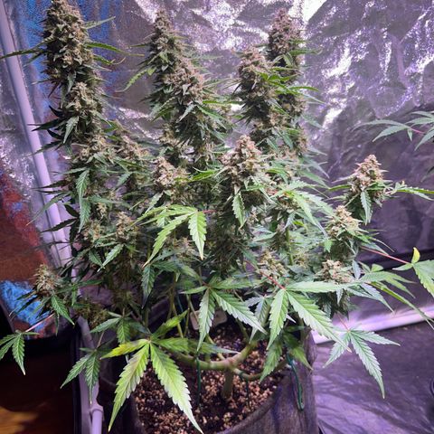 Granddaddy Purple #1 growlog timeline photo