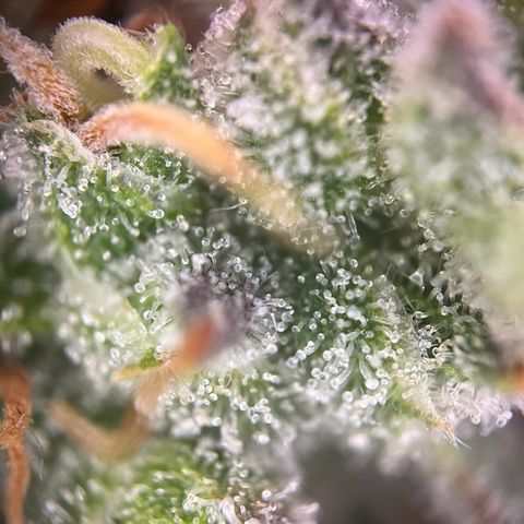 Granddaddy Purple #1 growlog timeline photo